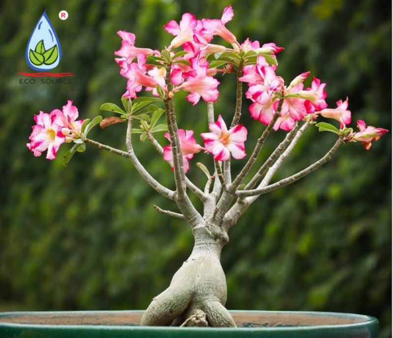 Một giò lan đã phát triển khỏe mạnh và đang nở hoa rực rỡ trên thân cây khô được dùng làm giá thể, thể hiện thành quả đẹp mắt của việc trồng lan trên thân cây khô